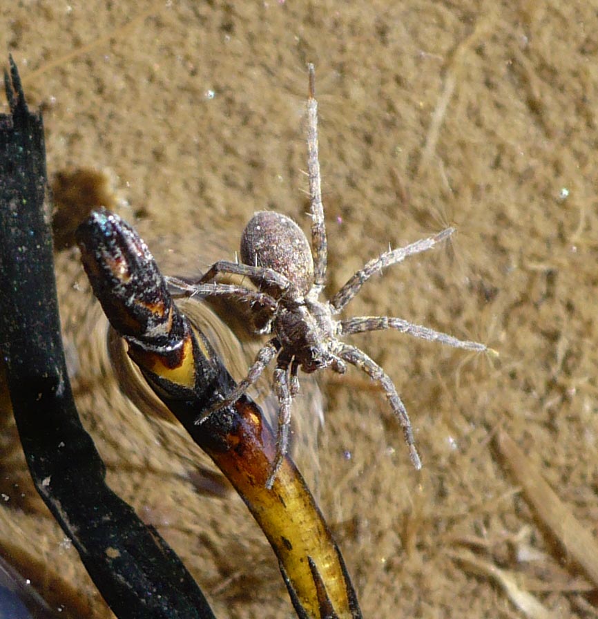 Pardosa sp. - Colletto, Roure (TO)